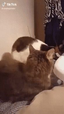 Cat Eating Cat GIF - Cat Eating Cat GIFs