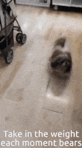 a dog is walking on a wooden floor with the words take in the weight each moment bears below it