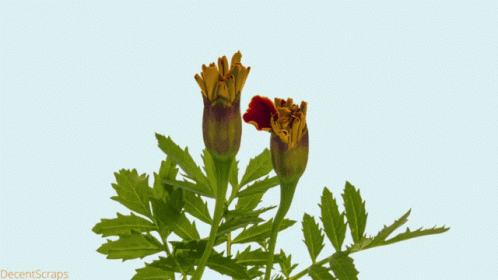 animated flowers growing time lapse