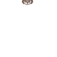 a drawing of a bird with the letter f on its hat