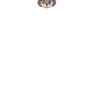 a drawing of a bird with the letter f on its hat