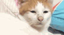 Squist Cat GIF - Squist Cat Stare GIFs