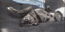 Hulo Sleepy GIF - Hulo Sleepy Sleepy Dog GIFs