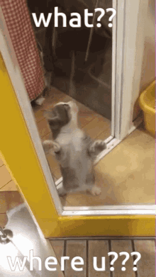 Cat Where GIF - Cat Where Where Are You GIFs