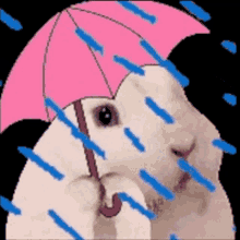 Bunny Rain GIF - Bunny Rain GIFs