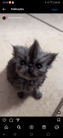 a kitten with a mohawk on its head is sitting on a tiled floor