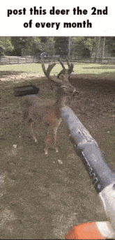 a deer standing next to a person holding a hose in its mouth