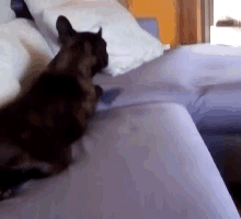 a cat is sitting on a couch in a room