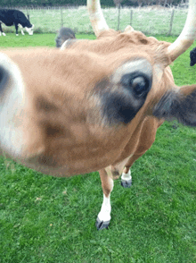 a brown cow with long horns standing in a field