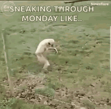 Sneaking Through Monday Like Walking Sideways GIF - Sneaking Through Monday Like Walking Sideways Monkey GIFs