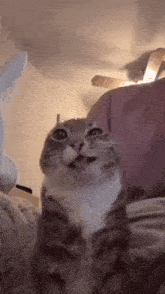 a cat is sitting on a bed looking up at the camera with its mouth open .
