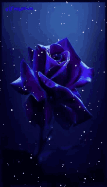 Flower Images GIF - Flower Images GIFs