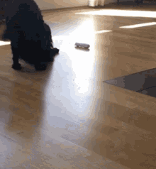 a person kneeling on a wooden floor with a skateboard on the floor