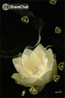 सफ़ेदफूल कमल GIF