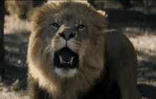 angry lion wild animal roar no pain