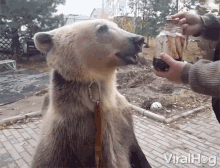Bears Treats GIF - Bears Treats Licking GIFs