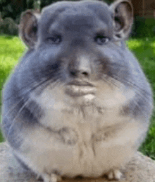 a close up of a chinchilla sitting on top of a rock .