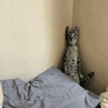 a cat is sitting in the corner of a room