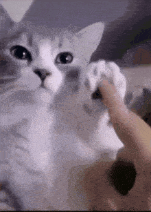 a close up of a cat 's paw being touched by a person .