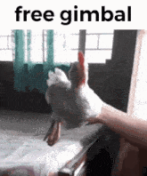 Free Gimbal GIF - Free Gimbal Chicken GIFs