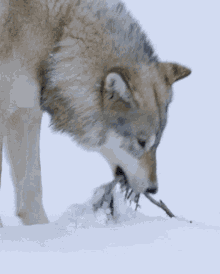 Animals Wolves Timber Wolf GIF - Animals Wolves Timber Wolf GIFs