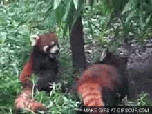 Red Panda Scuffle GIF - Red Panda Scuffle Cuddle GIFs