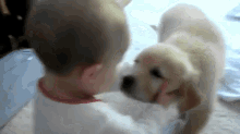 Love At First Sight GIF - Animals Cute Puppy GIFs