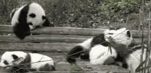 Me And My Friends After A 12 Hour Play Date! GIF - Panda Funny Cute GIFs