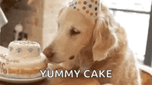 a dog wearing a party hat is sniffing a birthday cake .