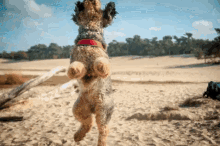 Dog Dance GIF - Dog Dance Dancing Dog GIFs