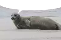 a seal is laying on the beach with a speech bubble behind it