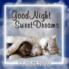 Good Night Cat GIF - Good Night Cat Kitty GIFs