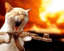 Cat Shooting GIF - Cat Shooting Cat Shooting GIFs