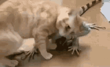 Cat Lizard GIF - Cat Lizard Kitty GIFs