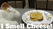 Sml Rat GIF - Sml Rat I Smell Cheese GIFs