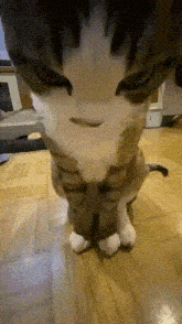 Cat Staring GIF