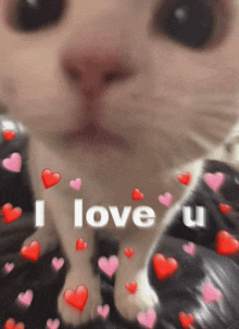 Iloveyou Cat GIF - Iloveyou Cat Kitten GIFs