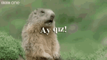 a ground squirrel is standing in the grass with its mouth open and says ay quz !