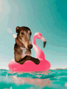 Vacation Greyhound GIF - Vacation Greyhound Retiredracer GIFs