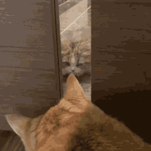 a cat is looking through a doorway at its reflection
