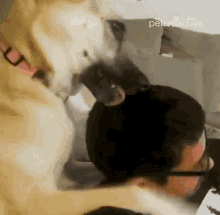 Licking The Pet Collective GIF - Licking The Pet Collective Taste What GIFs