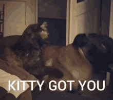 Kittygotyou Petplay GIF - Kittygotyou Petplay Pets GIFs