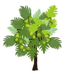 a tree with green leaves and green berries