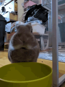 bunny bowl