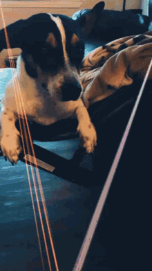 a black and white dog is laying on a couch