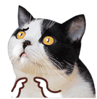 Gato Pls Pls Cat Sticker - Gato Pls Pls Cat Kitty Stickers