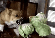 Cabbage Doggo GIF - Cabbage Doggo Mad GIFs