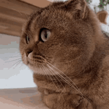 Cats Group Work GIF - Cats Cat Group Work GIFs