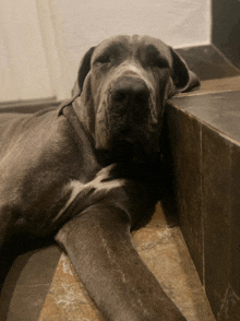 a dog laying on a tiled floor with its head resting on a tile ledge