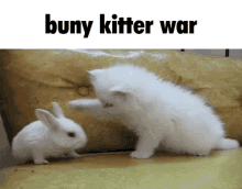 Buny Kitter War GIF